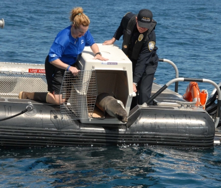 Port of San Diego Harbor Police Officer Randall Benton helps SeaWorld San Diego’s Jody Westberg release rehabilitated Guadalupe fur seal of Baja, CA, May 19, 2011/Port of San Diego Harbor Police, flickr.com