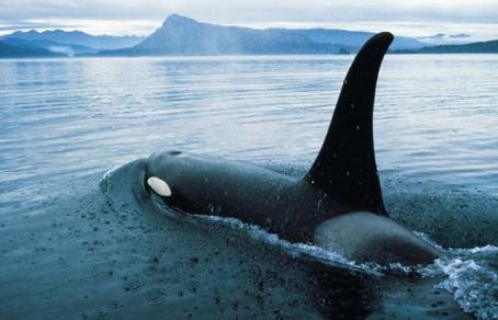 Killer whale, Vancouver, BC, June 14, 2007/Merlin Archive, Tourism BC. SIKU News, sikunews.com