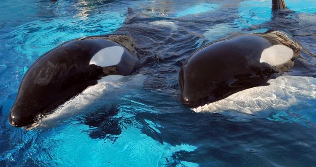 Ike (left) and Corky after Ike’s arrival at SeaWorld San Diego, undated/SeaWorld San Diego, Los Angeles Times