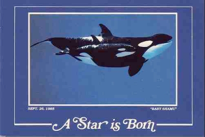 Poster announcing Kalina’s birth on Sept 26, 1985/valentin666, flickr.com