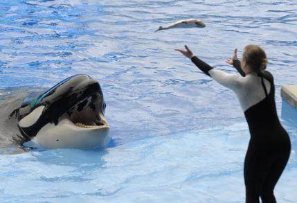 Unidentified trainer performs poolside with Kalina (now deceased) during a “Believe” show three days after Dawn Brancheau’s death, SeaWorld Orlando, Feb 27, 2010/AP, The Palm Beach Post