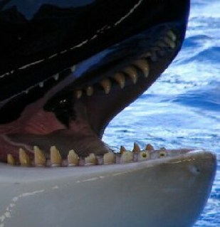 Kalina’s teeth, broken & drilled down, before her death, SeaWorld Orlando, undated/cetaceaninspiration.wordpress.com