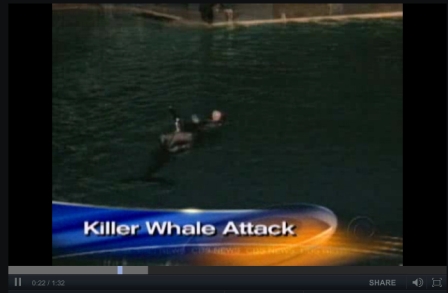 Kasatka grabs Ken Peters, SeaWorld San Diego, Nov 29, 2006/CBS News, cbsnews.com