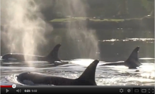 “A Better Way to See Orcas” by Leah Lemieux & Lori Marino/delfinusdelphis, youtube.com