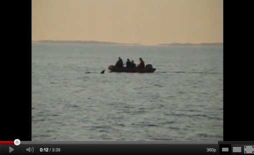 Morgan being rescued, Wedden Sea, Netherlands, June 23, 2010/Dolphinarium Harderwijk, YouTube