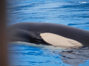 Morgan with head wounds, Loro Parque, February 2012/C. Robles, Orca Coalition, orkacoalitie.nl