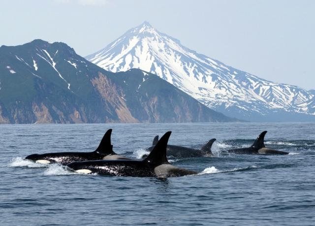 Killer whales (orcas), location & date unknown/thewhalepeople.com