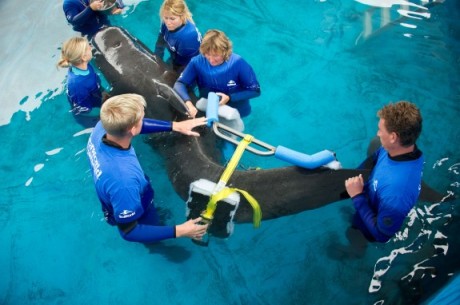 Pilot whale 300 being fitted with specially designed brace, SeaWorld Orlando, undated/Orlando Sentinel, blogs.orlandosentinel.com