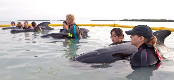 Volunteers with stranded pilot whales, Cudjoe Key, FL, May 6, 2011/ Bob Care, European Press photo agency, nytimes.com