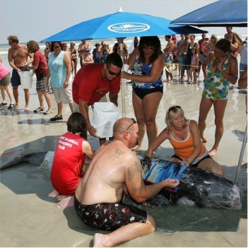 Beachgoers help stranded Risso’s dolphin, New Smyrna Beach, FL, Sept 16, 2011/David Tucker, The Daytona Beach News-Journal, news-journalonline.com