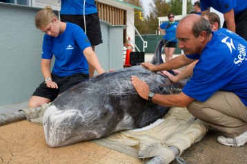 Stranded Risso’s dolphin & SeaWorld Rescue workers, Sept 16, 2011/Orlando Sentinel, blogs.orlandosentinel.com