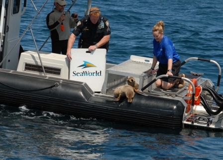 Port of San Diego Harbor Police Harbor Police Sergeant David Fouser helps SeaWorld San Diego’s Jody Westberg and Brent Stewart of Hubbs-SeaWorld Research Institute release two rehabilitated sea lion pups off Point Loma, CA, May 19, 2011/Port of San Diego Harbor Police, flickr.com
