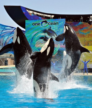 Unidentified killer whales perform in “One Ocean,” SeaWorld San Diego, undated/SeaWorld San Diego, Los Angeles Times