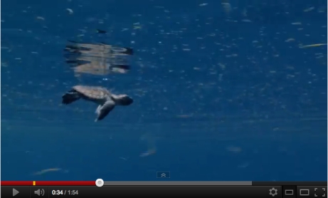 Image from trailer for “Turtle: The Incredible Journey,” SeaWorld Pictures/SeaWorld Pictures, InsideTheMagic, youtube.com