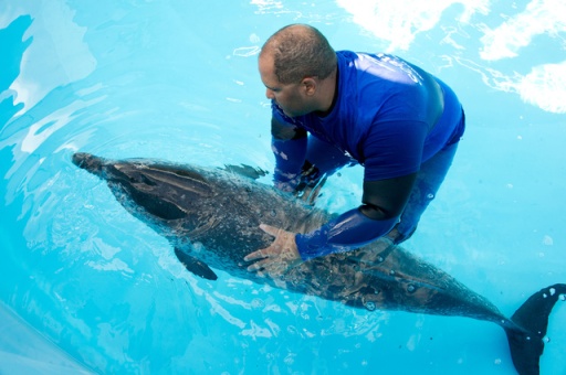 Trainer with female Atlantic spotted dolphin after her arrival at SeaWorld Orlando’s Cetacean Rehabilitation Facility, Jan 28, 2012/MyFoxOrlando.com