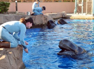 Sully in foreground, Bubbles & Shadow at rear, SeaWorld San Diego, October 2011/SeaWorld San Diego, Facebook.com Sully in foreground, Bubbles & Shadow at rear, SeaWorld San Diego, October 2011/SeaWorld San Diego, Facebook.com