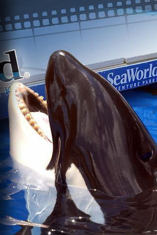 Tilikum with no teeth left at front of lower jaw, SeaWorld Orlando, undated/John Kielty, Orca Teeth and Premature Mortality, facebook.com