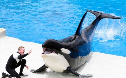 Unidentified orca and trainer at unidentified SeaWorld park/ALAMY, The Telegraph