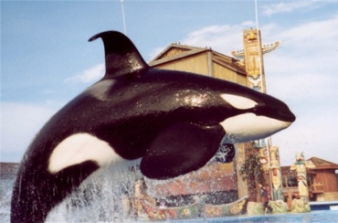 Ulises, location & date unknown/TanyaGever, Orca News 2006, oocities.org