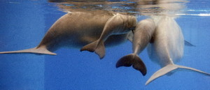 Whisper, Sikku and their calves, order unknown, SeaWorld San Antonio, Aug 4, 2008/Eric Gay, AP, Orlando Sentinel