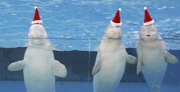 Hakkeijima Sea Paradise Aquarium, Yokohama, Japan, November 18, 2006/Junko Kimura, Getty, Photoblog, msnbc.com