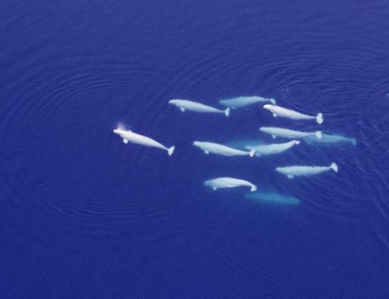 "Los 12 Amigos," place & date unknown/No Whales In Captivity, Facebook.com