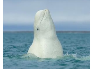 Stop Georgia Aquarium petition/Jennifer Mishler, Change.org