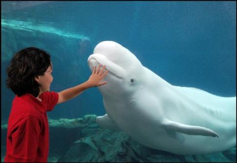 Unidentified young person with captive-born male beluga Beethoven, Georgia Aquarium, undated/Georgia Aquarium, ajc.com