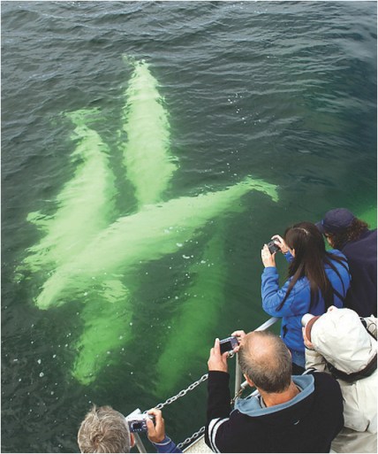 Beluga whales off Churchill, Manitoba, July 18, 2007/Travel Manitoba, flickr.com