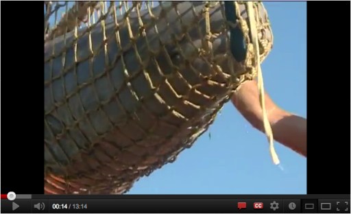 "Meeting with Nature: Dolphin's Way - A Documentary about Beluga Captures," Part 2 (13:14), rtd.rt.com, youtube.com 