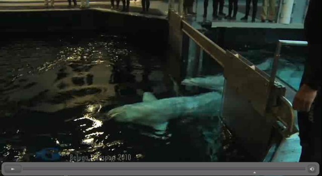 Maris & Beethoven (order unclear) arrive at Georgia Aquarium, February 22, 2012/GeorgiaAquarium.org