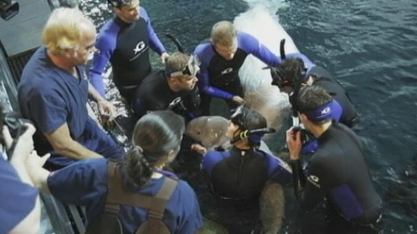 Maris and newborn female calf, Georgia Aquarium, May 18, 2012/Channel 2 Actions News, AJC.com