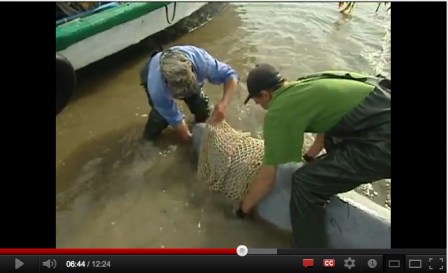 Capturing wild belugas, Okhotsk Sea, Russia, undated/Still from "Meeting with Nature: Dolphins Way - A Documentary about Beluga Captures," Part 1, rtd.rt.com, youtube.com