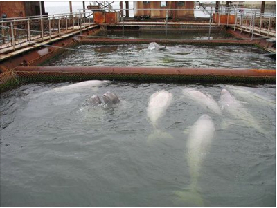 Holding pens for captured belugas (babies are gray), Vladivostock, Russia, undated/Save Misty the Dolphin, Facebook.com Holding pens for captured belugas (babies are gray), Vladivostock, Russia, undated/Save Misty the Dolphin, Facebook.com