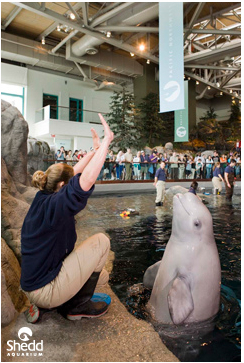 Unidentified beluga & trainer, Shedd Aquarium, Chicago, Il, May 23, 2009/Shedd Aqurium, flickr.com