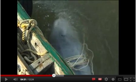 Capturing wild belugas (young ones are gray), Okhotsk Sea, Russia, undated/Still from "Meeting with Nature: Dolphin's Way - A Documentary  about Beluga Captures," Part  1, rtd.rt.com, youtube.com