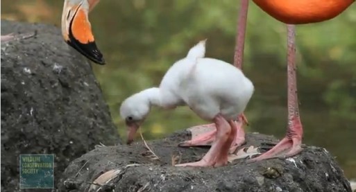 Caribbean flamingo chick, Bronx Zoo, New York, August 15, 2012/Julie Larson Maher, Wildlife Conservation Society, Bronx Zoo