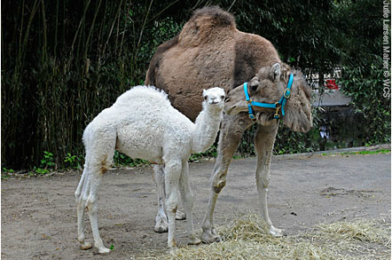 Male dromedary calf and mother, Bronx Zoo, New York, May 2, 2012/Julie Larsen Maher, Wildlife Conservation Society, Bronx Zoo