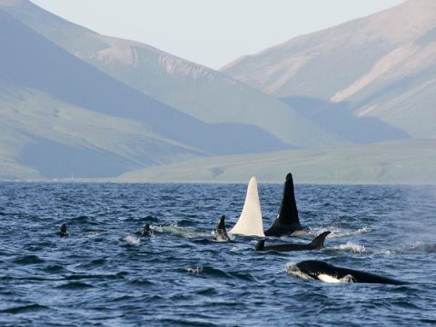 Iceberg, the white orca, with pod members off the Commander Islands, Eastern Russia, April, 2012/E. Lazareva, Far East Russia Orca Project (FEROP), National Geographic