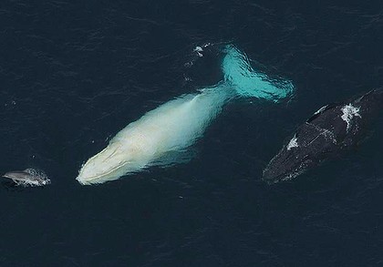 Migaloo with humpback companion and dolphin escort off Coffs Harbour, Australia, June, 2012/Brisbane Times