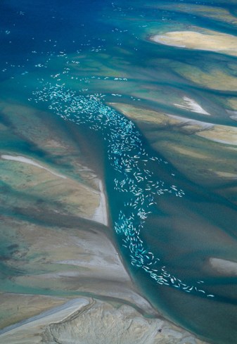 Belugas gather at the mouth of the Cunningham River, Nunavut, CA, undated/Norbert Rosing, synmirror.tumblr.com Belugas gather at the mouth of the Cunningham River, Nunavut, CA, undated/Norbert Rosing, synmirror.tumblr.com