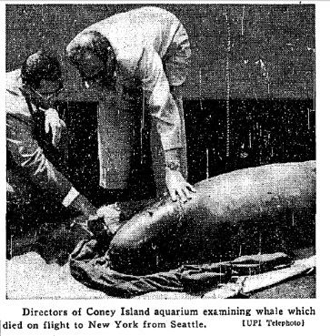 Bertha, captured in Alaska’s King Salmon River, died enroute to New York Aquarium, June 1958/UPI, Ceta-base.com