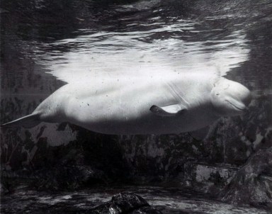 Francis (Frances), obviously pregnant, New York Aquarium, undated/Ceta-base.com