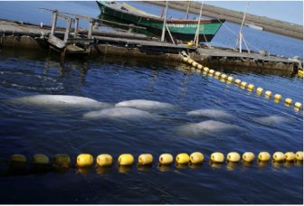 Figure 5: Belugas in Shore-Side Net Pen, Chkalova Island Camp, Sakhalin Bay, Sea of Okhotsk, undated/Georgia Aquarium Permit Application, June 16, 2012 Figure 5: Belugas in Shore-Side Net Pen, Chkalova Island Camp, Sakhalin Bay, Sea of Okhotsk, undated/Georgia Aquarium Permit Application, June 16, 2012