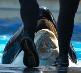 Nakai not long after injury suffered on Sept 20, 2012, SeaWorld San Diego, undated/Ingrid Visser, Orca Research Trust, San Diego Reader, sandiegoreader.com