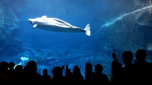 Nico, Georgia Aquarium, undated/CNN.com