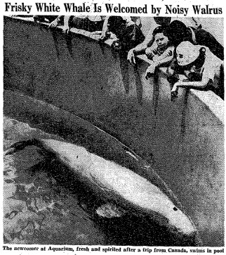 Unnamed beluga, captured in Canada, New York Aquarium, 1960/Ceta-base.com Unnamed beluga, captured in Canada, New York Aquarium, 1960/Ceta-base.com