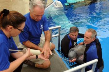 SeaWorld San Diego staffers handfeed Pearl, undated/insideseaworld.com SeaWorld San Diego staffers handfeed Pearl, undated/insideseaworld.com