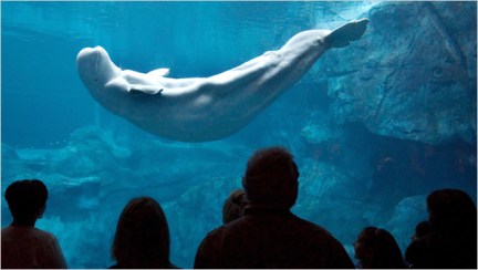Unidentified beluga whale, Georgia Aquarium, undated/John Emmis, European Pressphoto Agency, NYTimes.com