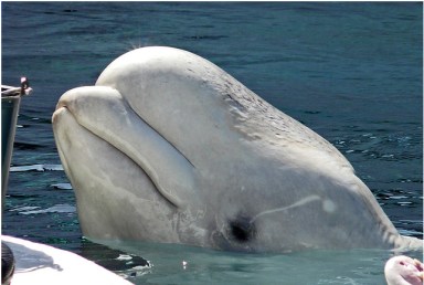 Ruby, SeaWorld San Diego, Feb 25, 2009/Paruula, Flickr.com Ruby, SeaWorld San Diego, Feb 25, 2009/Paruula, Flickr.com
